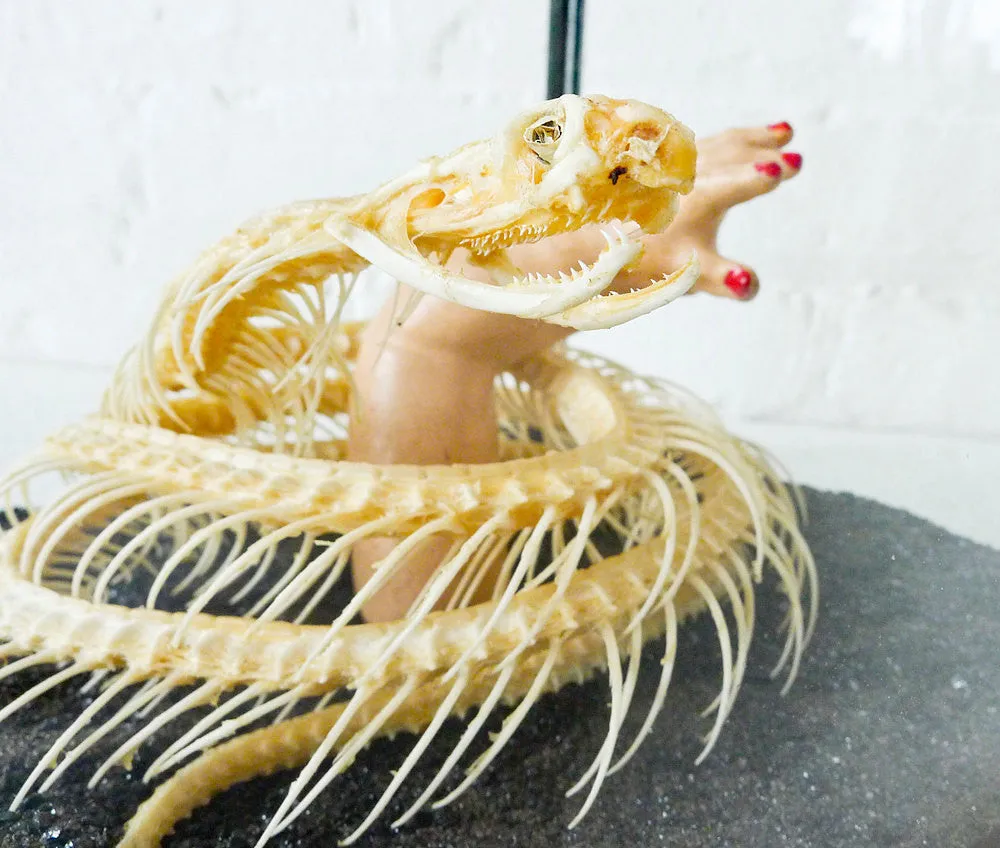 30% SALE Too Late to Save the Baby Cobra Skeleton Preserved in Glass Display Box with Baby Doll