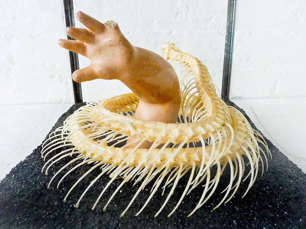 30% SALE Too Late to Save the Baby Cobra Skeleton Preserved in Glass Display Box with Baby Doll