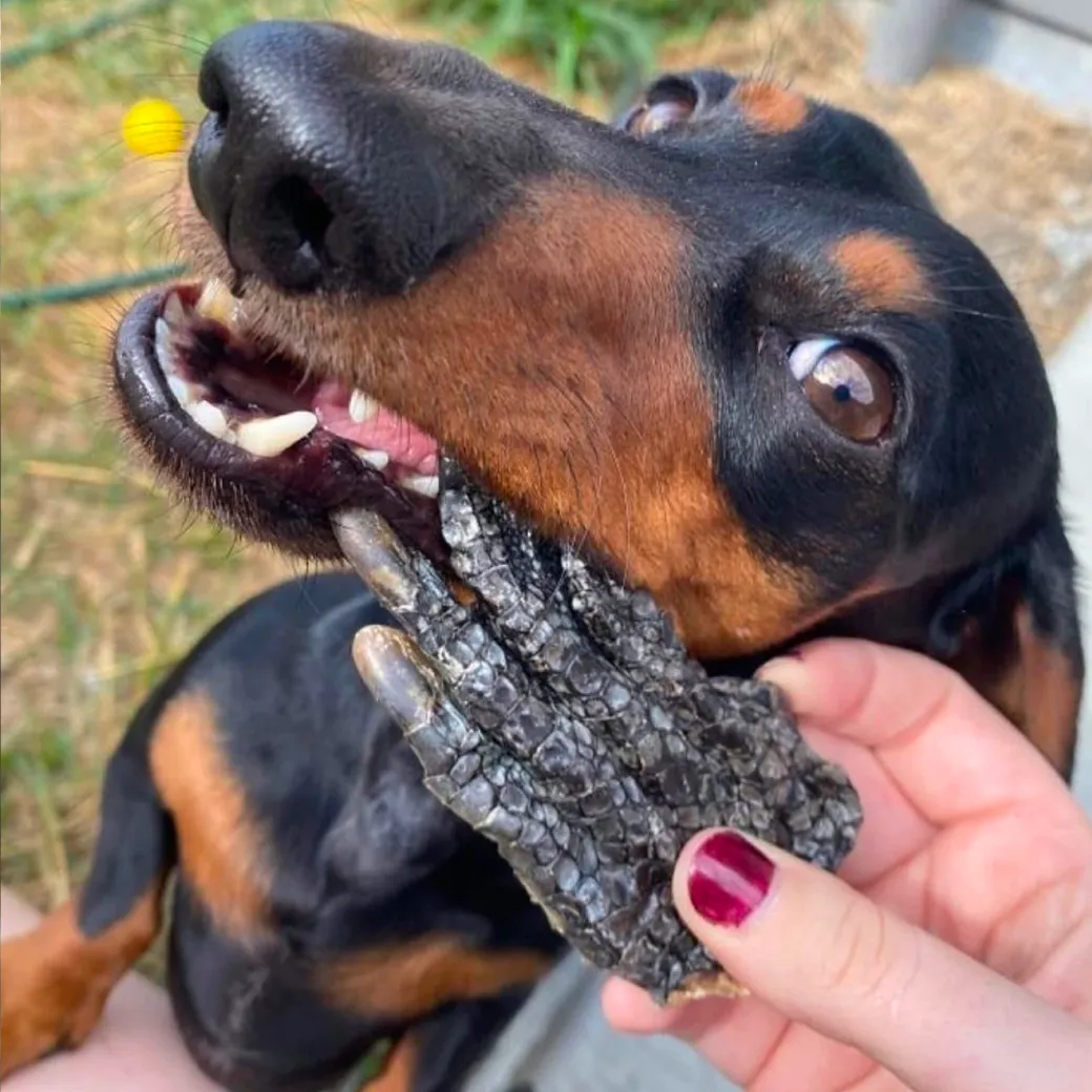 Crocodile Feet