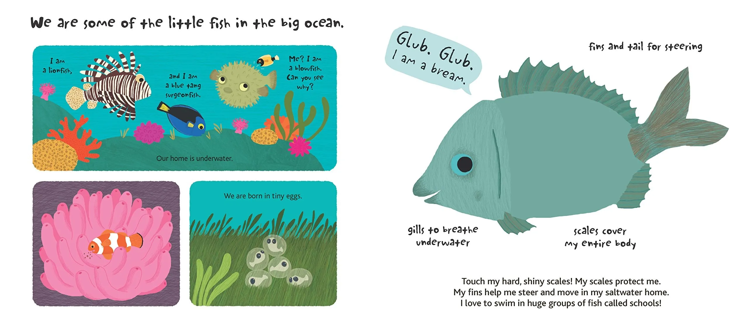 Touch and Explore The Ocean